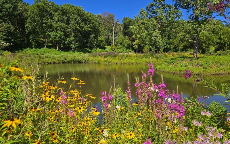 a pond surrounded by flowers