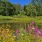 a pond surrounded by flowers