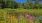 a pond surrounded by flowers